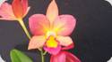 Wie pflege ich orchideen Wie pflege ich orchideen