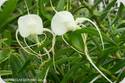 Angraecum germinyanum