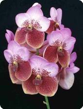J'ai craqué Vanda%20sanderiana