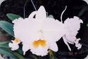 Blc. Eagle Eye