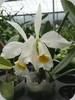 Cattleya eldorado alba