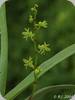 Angraecum patens