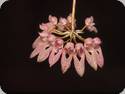 Bulbophyllum dentiferum