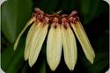 Bulbophyllum longiflorum