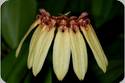 Bulbophyllum longiflorum