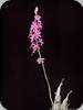 Calanthe rosea