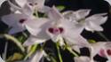 Dendrobium parishii semi alba