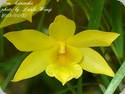 Dendrobium hancockii