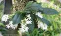 Aerangis hyaloides