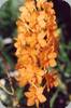 Ascocentrum miniatum