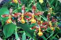 Rossioglossum inslayii