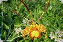 Psychopsis papilio
