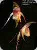 Paph. adductum
