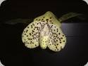 Paph. bellatulum
