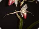 Paph. rothschildianum