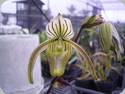 Paph. anitum x randsii