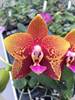 Phal. Zheng Min Anaconda