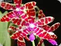 Phal. bastianii
