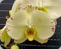 Phal. N2005