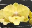 Phal. N2008