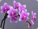Phal. Dorablue Parfum