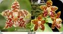 Phal. amboinensis White