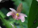 Bulbophyllum trigonosepalum x palawanensis