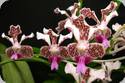 Vanda suavis