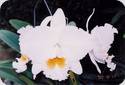 Blc. Eagle Eye