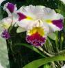 Cattleya Patchara Fancy