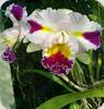 Cattleya Patchara Fancy