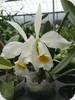 Cattleya eldorado alba