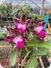 Ca. (Penny Kuroda x Interglossa) x Black Jack