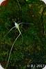 Angraecum linearifolium
