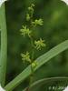 Angraecum patens
