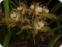 Cymbidium tracyanum