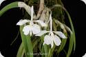 Epidendrum falcatum