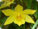 Dendrobium hancockii