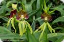 Encyclia cochleata