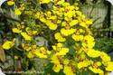 Oncidium ampliatum