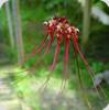 Bulbophyllum gracillimum