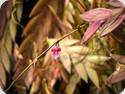 Dendrobium rosellum