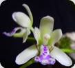 Sedirea japonica