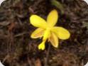 Spathoglottis affinis