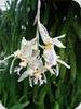 Stanhopea frymirei