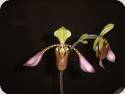 Paph. lowii