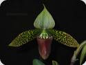 Paph. sukhakulii
