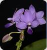 Phal. Purple Martin