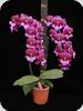 Phal. Hot Kiss