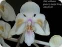 Phal. Little Dragon